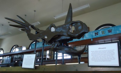 Model of the head of a Styracosaurus on display at the Geology museum at Rutgers University